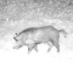 Night Vision
